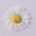 Natural Real Dried Pressed Canadian Horseweed Flowers Erigeron Canadensis Epoxy Specimens for Mother's Day Graduation Christmas