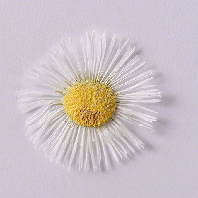 Natural Real Dried Pressed Canadian Horseweed Flowers Erigeron Canadensis Epoxy Specimens for Mother's Day Graduation Christmas