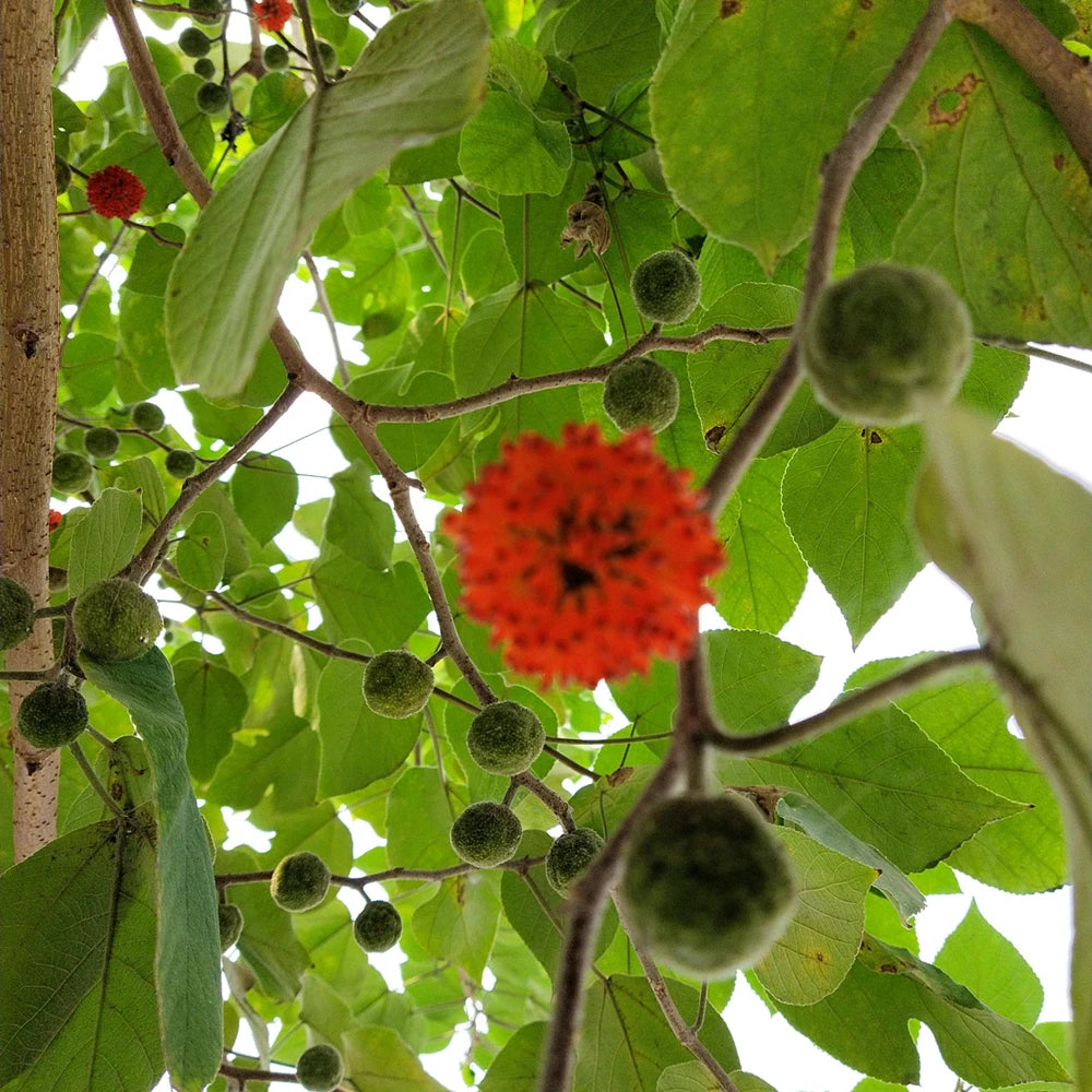 Chu Shi Zi New Dried Papermulberry Fruit Paper Mulberry Seeds for Herb