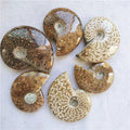 Wholesale Natural Ammonite Fossil Snail Conch Fossil Stones and Crystals for Decoration