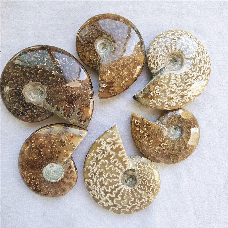 Wholesale Natural Ammonite Fossil Snail Conch Fossil Stones and Crystals for Decoration