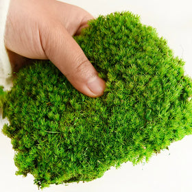 O-X300 Wholesale Home Office Decoration Natural Dried Reindeer Pole Moss Leucobryum Glaucum Preserved Sphagnum Moss