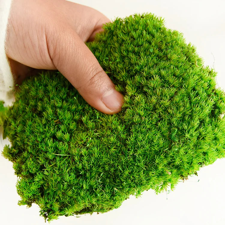 O-X300 Wholesale Home Office Decoration Natural Dried Reindeer Pole Moss Leucobryum Glaucum Preserved Sphagnum Moss