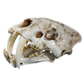 Saber Toothed tiger Reptile Skull SKE05 High Precision Resin Model Ornaments Skull Specimens of the Ice Age