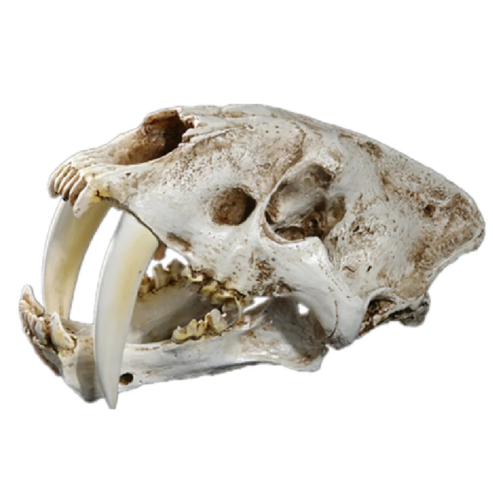 Saber Toothed tiger Reptile Skull SKE05 High Precision Resin Model Ornaments Skull Specimens of the Ice Age