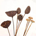 Wholesale Fashion Handmade Dried Flowers Combination Lotus and Pine Cone for Home Decoration