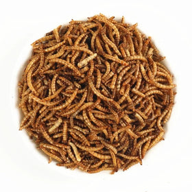 Wholesale Insect Dried Mealworm