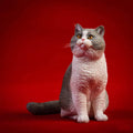 3D Cutest Realistic Resin British Shothair Cat/ Domestic Black Cat Sculpture for Garden and Home Decoration or Gift