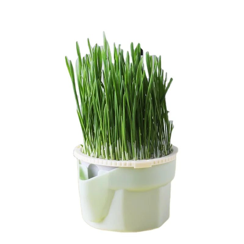 Christmas Gift for Pet Canned Lazy Cat Grass Soilless Culture Spit Hair Spheroidizing Culture Catnip Pet Cat Snacks Wholesale