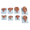 Fetus Development ModelsUterus and Embryo Anatomy Models