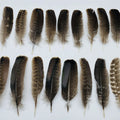 Wholesale Colorful Dyed Turkey Feather Turkey Quill Turkey Feathers Arrow for Decoration