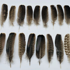 Wholesale Colorful Dyed Turkey Feather Turkey Quill Turkey Feathers Arrow for Decoration