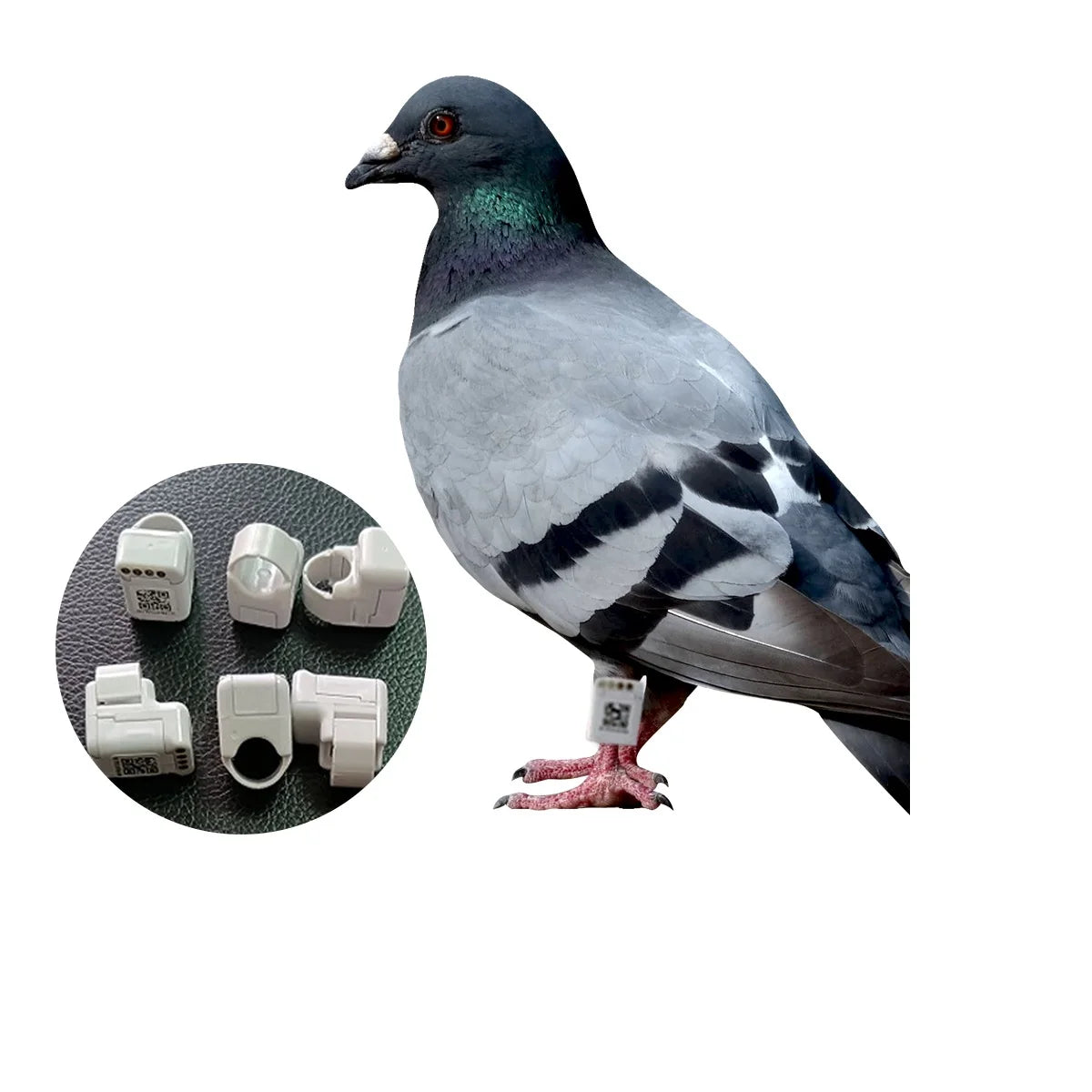 Gps Pigeon Tracking Pigeon Racing Training Tracker Gps Pigeon Tracking Chip Ring With Real-time Positioning