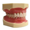Medical Science Dental Periodontal Disease Pathology Teeth Model for Medical Teaching