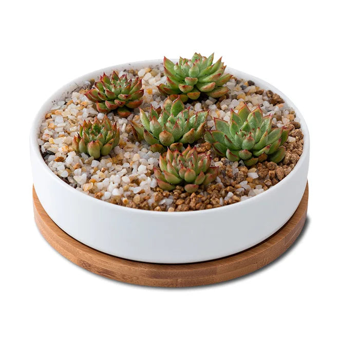 Dropship Succulent Planter Ceramic With Bamboo Tray 6.3 Inch Modern White Ceramic Round Design for Succulent Planter Cactus Pots