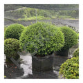 HOKBG Heavy Duty 33 Gallons Big Size for Evergreen Holly Tree Fabric Pots Grow Bags Black PP Tree Planter Bag for Nursery