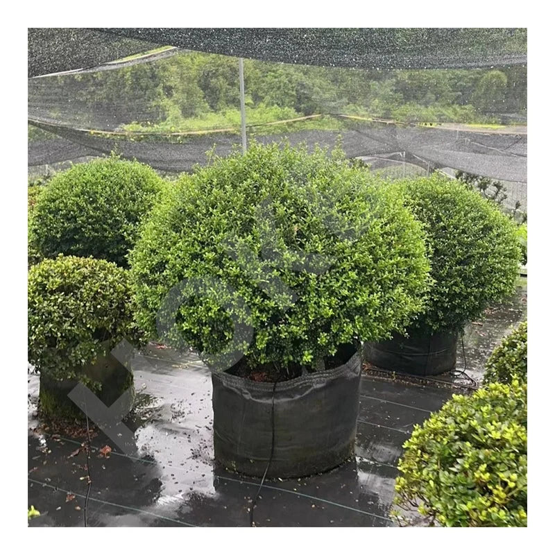 HOKBG Heavy Duty 33 Gallons Big Size for Evergreen Holly Tree Fabric Pots Grow Bags Black PP Tree Planter Bag for Nursery