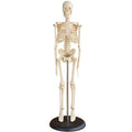 Human Skeleton Model 45cmteaching Skeleton Modelhuman Plastic Skeleton