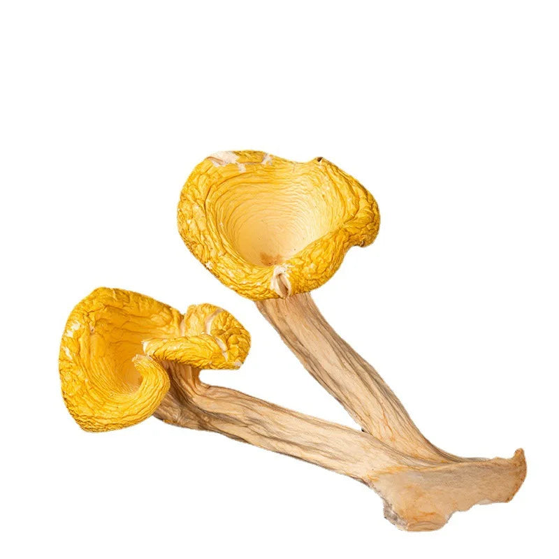 New Dehydrated Raw Golden Pleurotus Citrinopileatus Mushrooms for Sale
