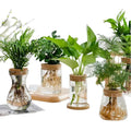 Cheap Transparent Hydroponic Flower Pot Glass Soilless Planting Potted Green Plant Glass Vase Home Decor