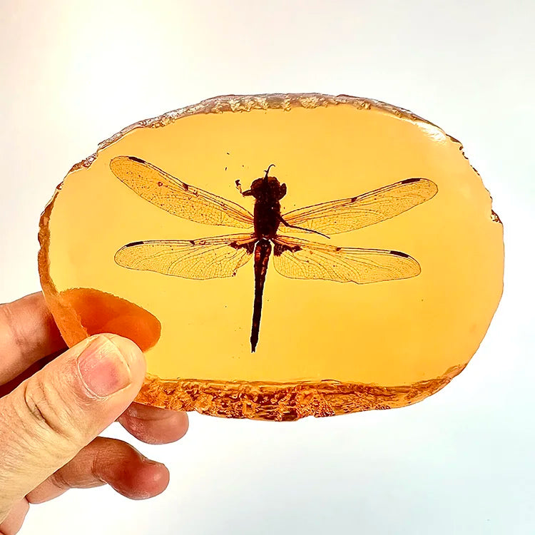 Amber Resin Dragonfly in Amber Wet Specimen Amber Specimen Preserved in Resin Amber Pendant for Adults Stone Ornament