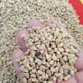 Bai Chou Dried Natural Morning Glory Pharbitis Fruit White Semen Pharbitidis for Sale