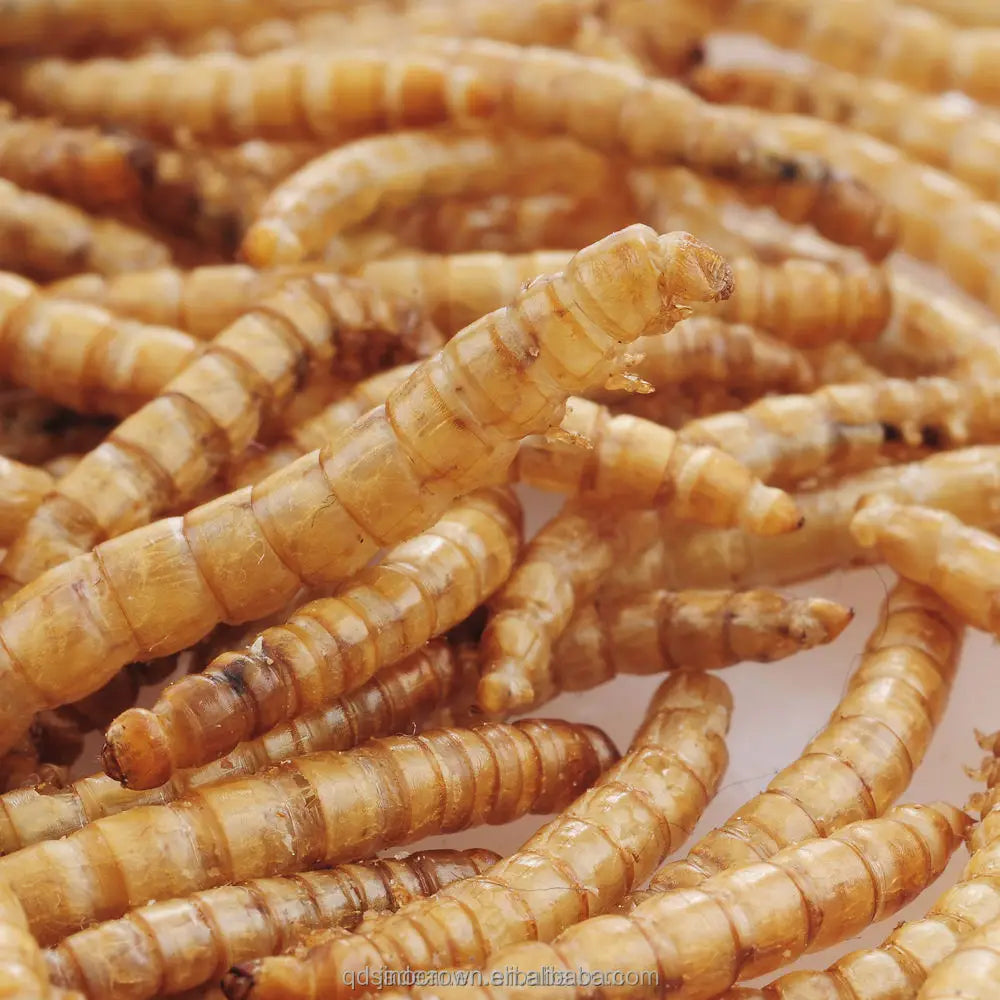 Microwave-puffed High-protein Yellow Mealworm Larvae (dried)