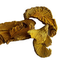 Natural Raw Fibraurea Recisa Vine Dried Fibraurea Recisa Root for Herb
