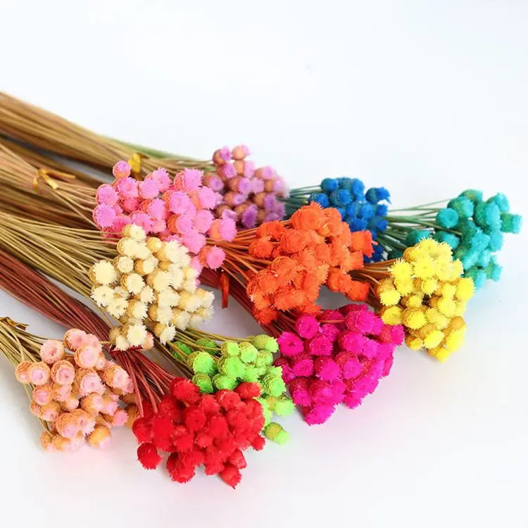 2024 April Hot Selling Preserved Happy Dried Star Flower Decorative Graduation Flowers for Father's Mother's Chinese New Year