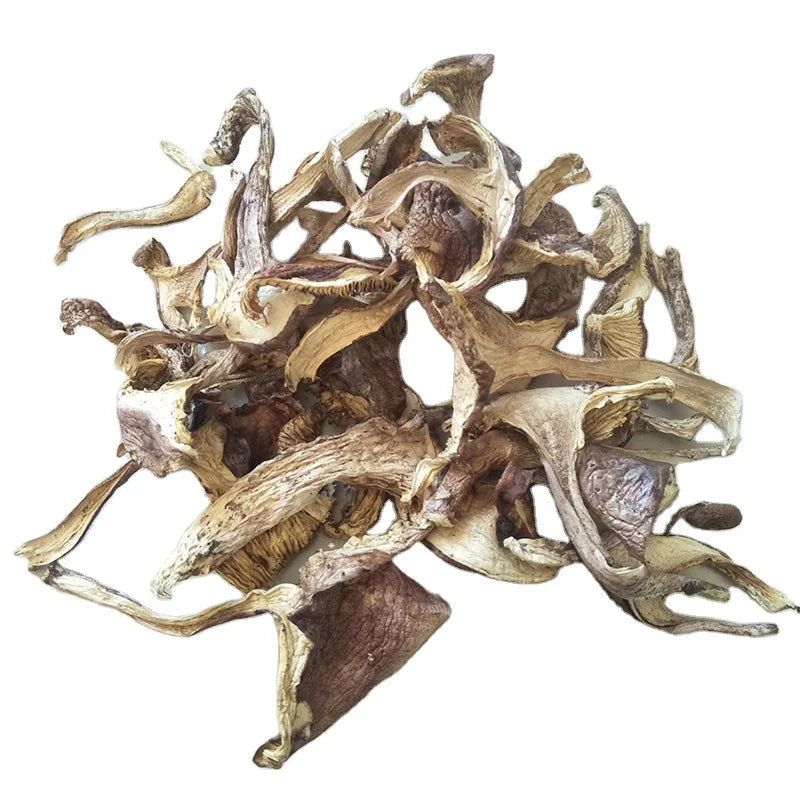 Feature Fungus Edible Clitocybe Nuda Natural Raw Dried Lepista Nuda Mushrooms for Sale