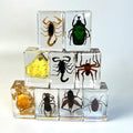 Wholesale Children Education Resin Real Spider Scorpion Insect Specimen Clear Resin Insect Decoration Crafts Paperweight