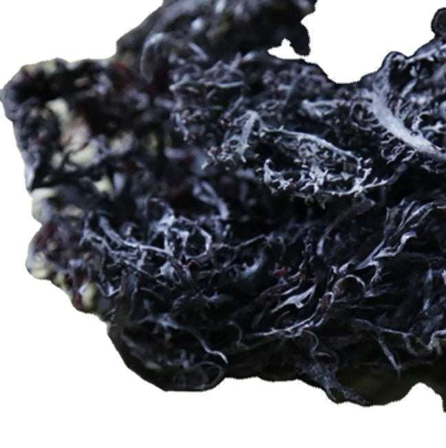 Bulk Supply Gracilaria Eucheumoides New Dried Red Raw Whole Gracilaria Eucheumoides Seaweed for Sale
