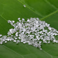 Semi Joyas Lab Created Diamond Hpht 1-3mm White Color Vvs Lab Grown Diamonds in India