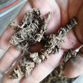 Zhi Zhu Xiang Rhizome of Broadleaf Common Valeriana Natural Dried Valeriana Jatamansii Root for Herbs