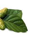 Healthy and Nutritious Noni Tea Raw Noni Dried Fruit Slices for Herb