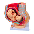 Medical Science Teaching Female Pregnancy Sagittal Anatomical Model With Fetus Human Female Pelvis Section 4 Parts MegaBDM
