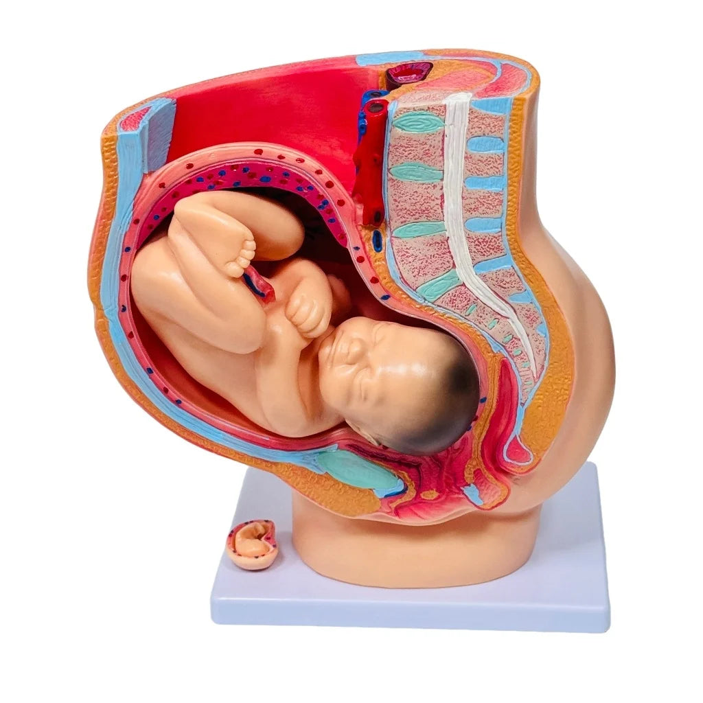 Medical Science Teaching Female Pregnancy Sagittal Anatomical Model With Fetus Human Female Pelvis Section 4 Parts MegaBDM