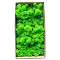 M073 Wholesale Bulk Super Peserved Fern Reindeer Moss Wall Decoration Preserved Pillow Moss Art Natural Preserved Moss MegaBDM
