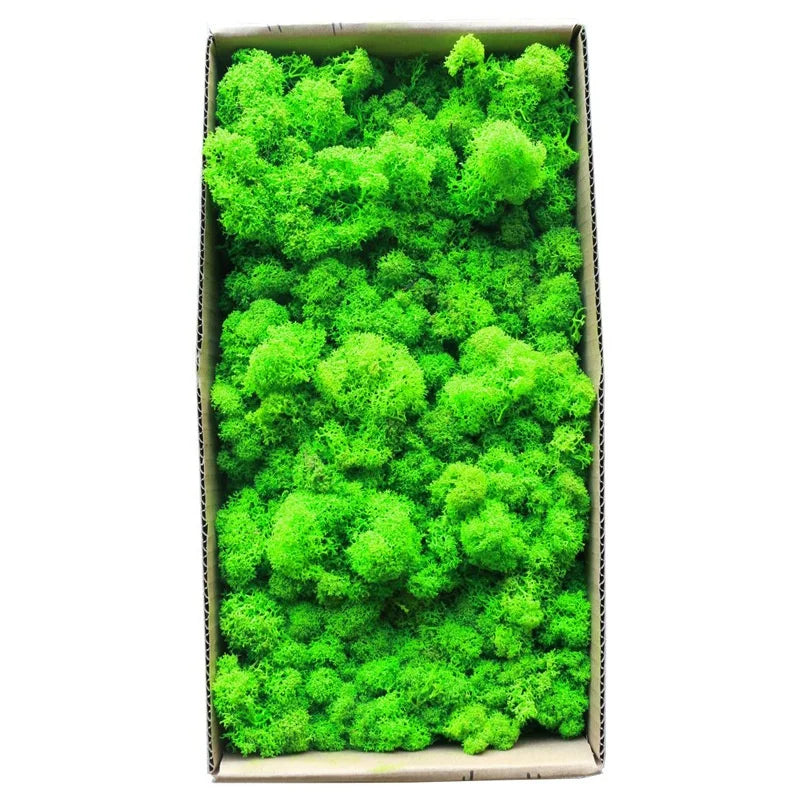M073 Wholesale Bulk Super Peserved Fern Reindeer Moss Wall Decoration Preserved Pillow Moss Art Natural Preserved Moss MegaBDM