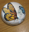 Crystal butterfly Dome Paper Weight butterfly Glass Paperweight MH-F0243 MegaBDM