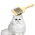 Sustainable Eco-Friendly Stainless Steel Wood Hair Brush Natural Bristles for Cats' Grooming OEM/ODM Model Bcb-004 Made Zhejiang