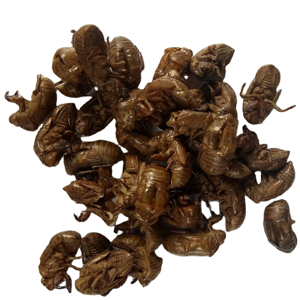 Chan Tui Traditional Herb Dried Whole Cicada Slough for Sale