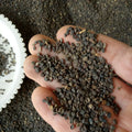 Pure Natural Flastem Milkvetch Seed Flastem Milkvetch Fruit for Sale