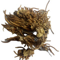 Baiwei Wild Organic Chinese Herb RADIX CYNANCHI ATRATI Dried Cynanchum Atratum Root Segments for Herb