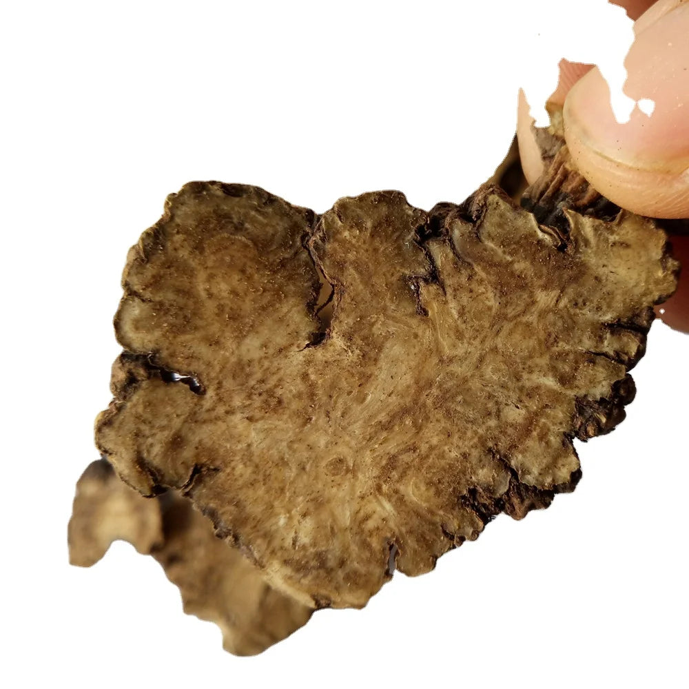 Raw Dried RHIZOMA CHUANXIONG Ligusticum Chuanxiong Root Cut for Sale
