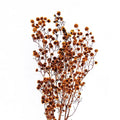 2020 New Dried Flowers Plum Flower Tiger Eye Preserved Stirlingia 50-60cm Beautiful Colorful Back to School Chinese New Year