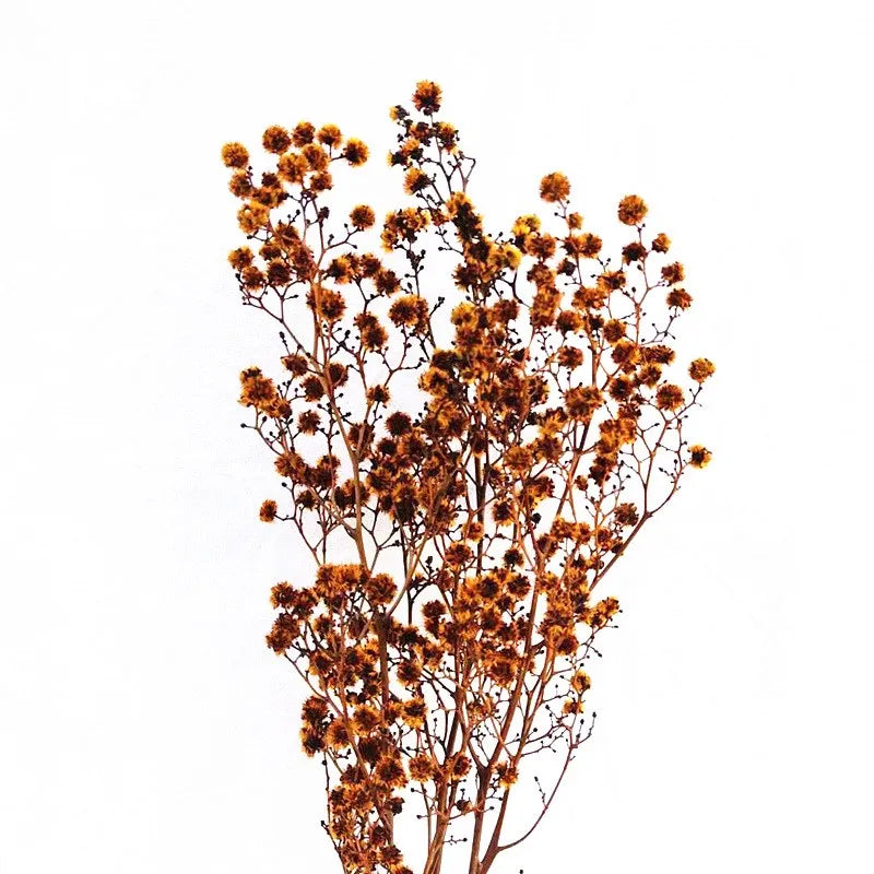 2020 New Dried Flowers Plum Flower Tiger Eye Preserved Stirlingia 50-60cm Beautiful Colorful Back to School Chinese New Year