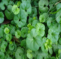 100% Natural Dried Dichondra Repens Whole Plants for Herb MegaBDM