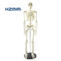 Human Skeleton Model 85cmhuman Anatomical Modelteaching Skeleton Model