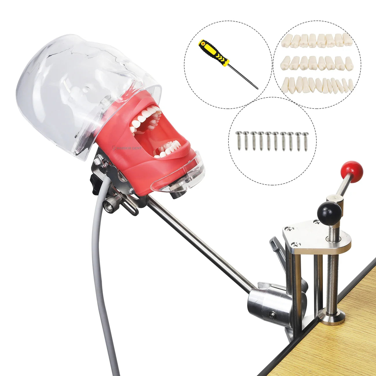 Dentist Training Teaching with Jaw Head Model Dental Phantom Manikin Simulator Typodont